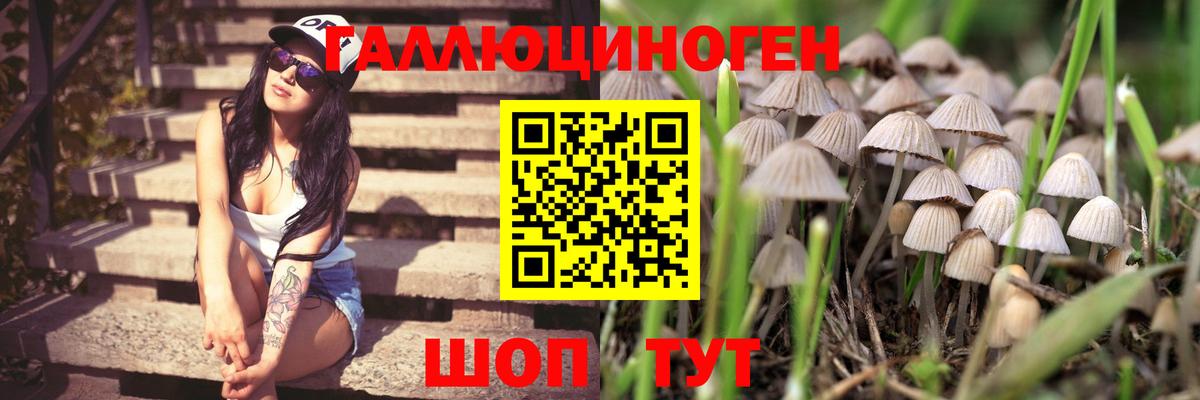 Галлюциногенные грибы Psilocybine cubensis Нижний Тагил